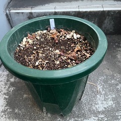 [植物売ります] ユリ トリコロール