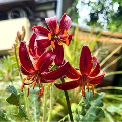 ユリ クロードシュライドの画像