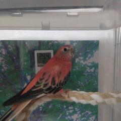 アキクサインコ（ローズ）