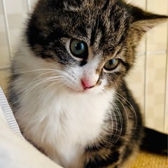 4ヶ月くらいのオスの子猫 再募集