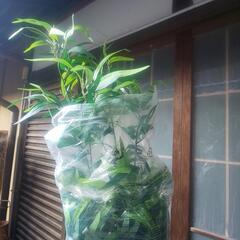 造花 フェイクグリーンの画像