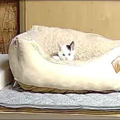 10月26日産まれ残り男の子2匹女の子1匹 - 猫
