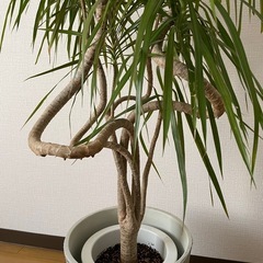 高さ138cm✨育てやすい観葉植物をお譲りしますの画像