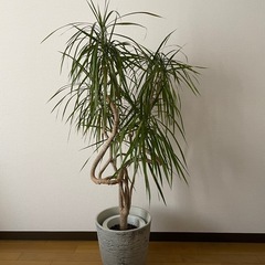 高さ138cm✨育てやすい観葉植物をお譲りしますの画像