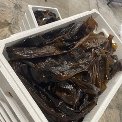 養殖生わかめ（1/24朝収穫）3kg!!