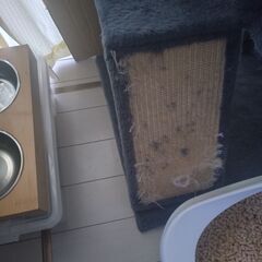 キャットタワーの画像