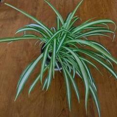 室内に緑を　オリヅルラン　折鶴蘭　観葉植物の画像