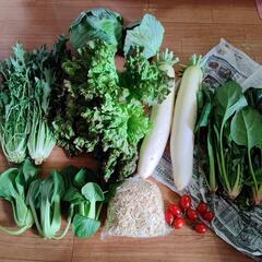 お野菜８点