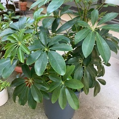 観葉植物一部話し合っております。