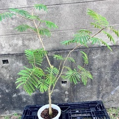 観葉植物　エバーフレッシュ