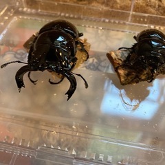 【♂♀ペア】タランドゥスオオツヤクワガタ