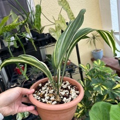 観葉植物🪴ハラン