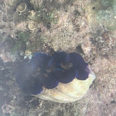 シャコガイ