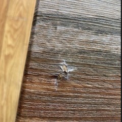 【美品】ダイニングテーブルセットの画像