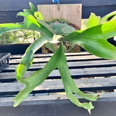 観葉植物　コウモリラン　ダウボーイ
