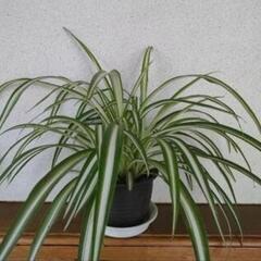 室内に緑を　オリヅルラン　折鶴蘭　観葉植物