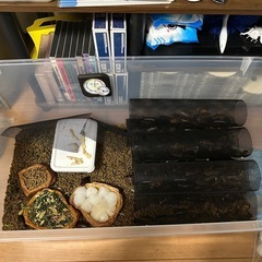 デュビュア