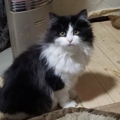 長毛の子猫