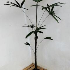 【💖Thankyou💖】🌿1m30cm観音竹/観葉植物🌿