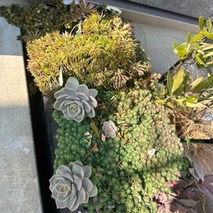 多肉植物 寄せ植え
