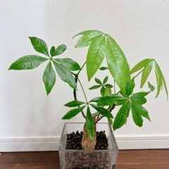 【取引決定】観葉植物（パキラ）