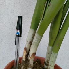 咲き始めたので取下げます。日本水仙鉢植え　春の香りをいち早くどうぞ！切り花より長く楽しめます！の画像