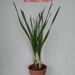 咲き始めたので取下げます。日本水仙鉢植え　春の香りをいち早くどう...