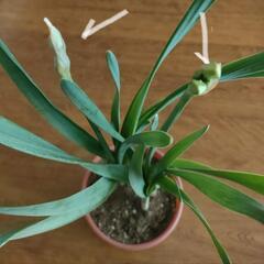 咲き始めたので取下げます。日本水仙鉢植え　春の香りをいち早くどうぞ！切り花より長く楽しめます！の画像