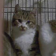 生後3ヶ月のキジ白(♂)(中断中)