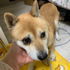 豆柴ちゃんです - 犬