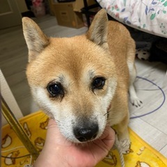 豆柴ちゃんです - 千代田区