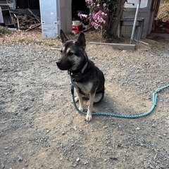 代理投稿 雑種の1歳半のメス犬です。 里親さん決まりました!!あ...