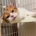 ランキングキーワードに紐づく投稿画像-ブリーダー