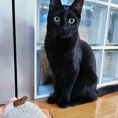 2/2　譲渡会参加　黒猫の男の子　ぺぺ  10か月