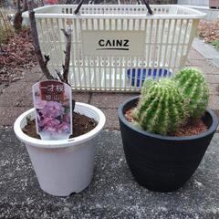 ミニ盆栽、一才桜、サボテン　６個セットの画像