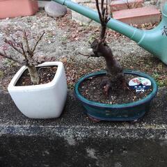 ミニ盆栽、一才桜、サボテン　６個セットの画像
