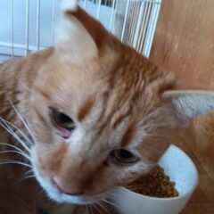 里親さん決まりました。ありがとうございます。猫カフェ閉店で緊急里...