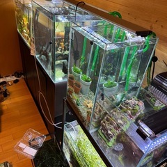第3弾アクアリウム用品大処分！！の画像