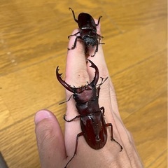 フォルスターフタマタクワガタ・ニシ(幼虫3匹セッ ト)