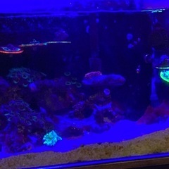 受け渡し調整中。総額37万円相当！水槽フルセット海水魚サンゴ（水槽、照明、プロテインスキマー、クーラー、薬剤、外部フィルター、塩etc）の画像