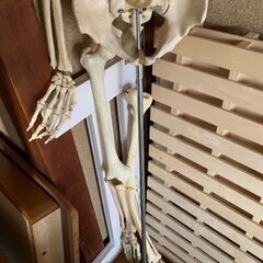 骨格模型 骨格標本の画像