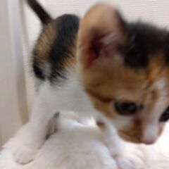 生後2か月弱　三毛女の子里親さん募集します🐈（お話し中）