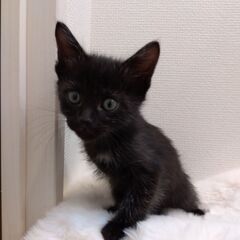 生後2か月弱　黒猫男の子里親さん募集します🐈（お話し中）
