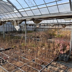 多肉植物(まとめて)