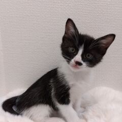 生後2か月弱　黒白男の子里親さん募集します🐈（お話し中）
