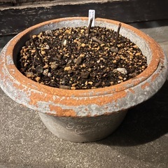 [植物売ります] ギボウシかシランか両方か