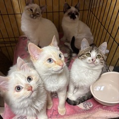 多頭飼育崩壊からレスキューした子猫達(全匹決まりました！)