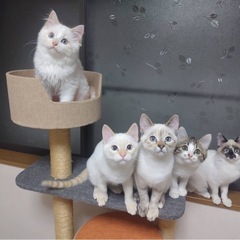 多頭飼育崩壊からレスキューした子猫達(全匹決まりました！) - 里親募集