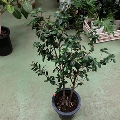 ベビーリーフ　観葉植物