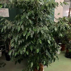 フィカスベンジャミン　観葉植物